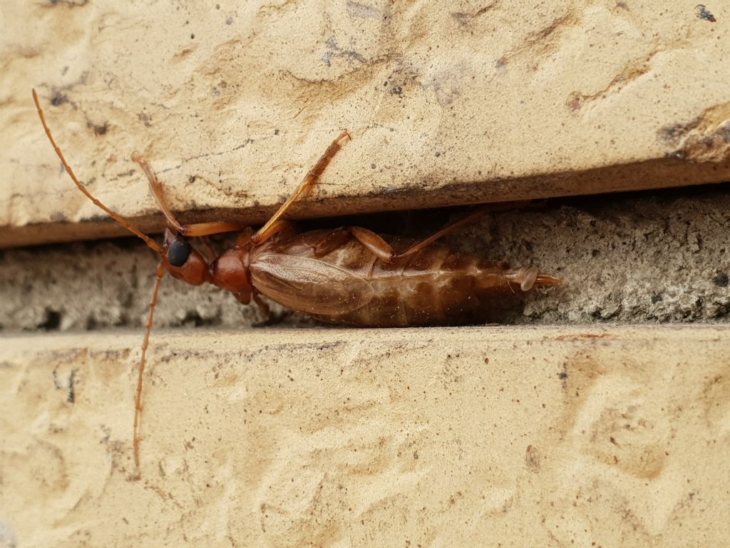 Vesperidae?  S, Vesperus luridus